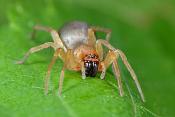 muisspin (drassodes cupreus) 5-2012 8488